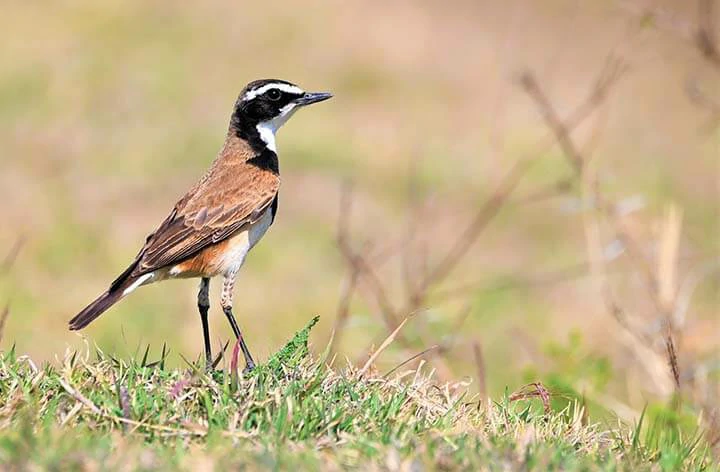 Capped  Wheatear